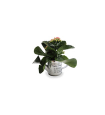 Arrosoir publicitaire Zinc avec plante fleurie