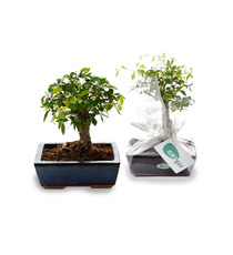 Bonsaï publicitaire 2 - format pot: 9x13 cm  Ulmus - Ficus