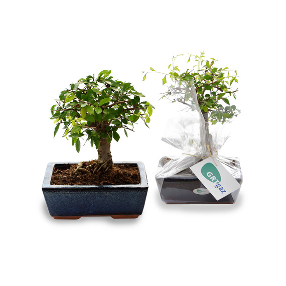 Bonsaï publicitaire 2 - format pot: 9x13 cm  Ulmus - Ficus