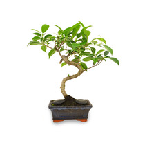 Bonsaï publicitaire 3 - format pot: 10x15 cm Ulmus - Ficus