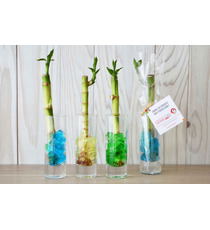 Bambou publicitaire d'eau en vase individuel