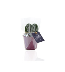 Hoya publicitaire - Pot zinc 6,5-7 cm