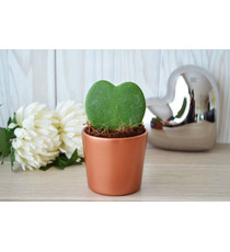 Hoya publicitaire - Pot zinc 6,5-7 cm