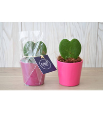 Hoya publicitaire - Pot zinc 6,5-7 cm