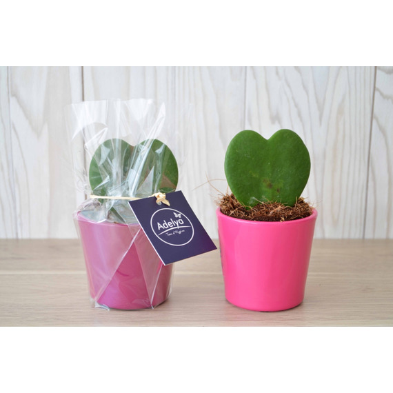 Hoya publicitaire - Pot zinc 6,5-7 cm