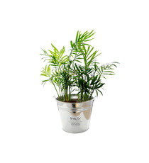 Grande Plante déco publicitaire - pot de 14/15 cm en zinc