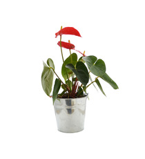 Grande Plante déco publicitaire - pot de 14/15 cm en zinc