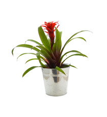 Grande Plante déco publicitaire - pot de 14/15 cm en zinc