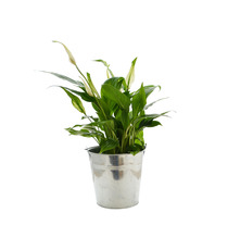 Grande Plante déco publicitaire - pot de 14/15 cm en zinc