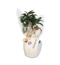 Ficus publicitaire Ginseng en pot ceramique 7 cm