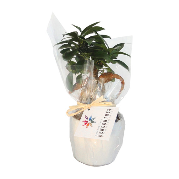 Ficus publicitaire Ginseng en pot ceramique 7 cm