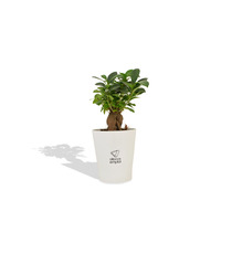 Ficus publicitaire Ginseng en pot ceramique 7 cm