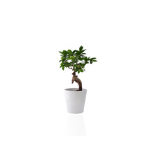 Ficus publicitaire Ginseng en pot ceramique 7 cm