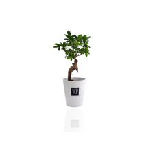 Ficus publicitaire Ginseng en pot ceramique 7 cm