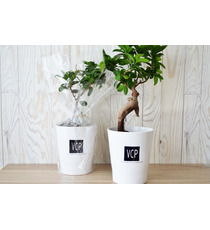 Ficus publicitaire Ginseng en pot ceramique 12 cm