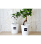 Ficus publicitaire Ginseng en pot ceramique 12 cm