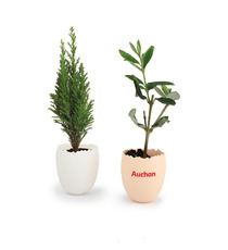 L'ŒUF publicitaire - Mini Plant d'arbre
