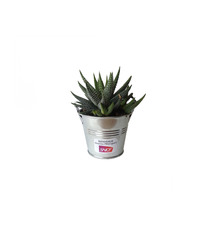 Mini plante dépolluante  - pot zinc 6 cm