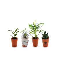 Mini plante dépolluante publicitaire - pot Terre Cuite 7 cm