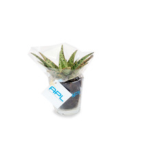 Mini plante dépolluante publicitaire - vase déco