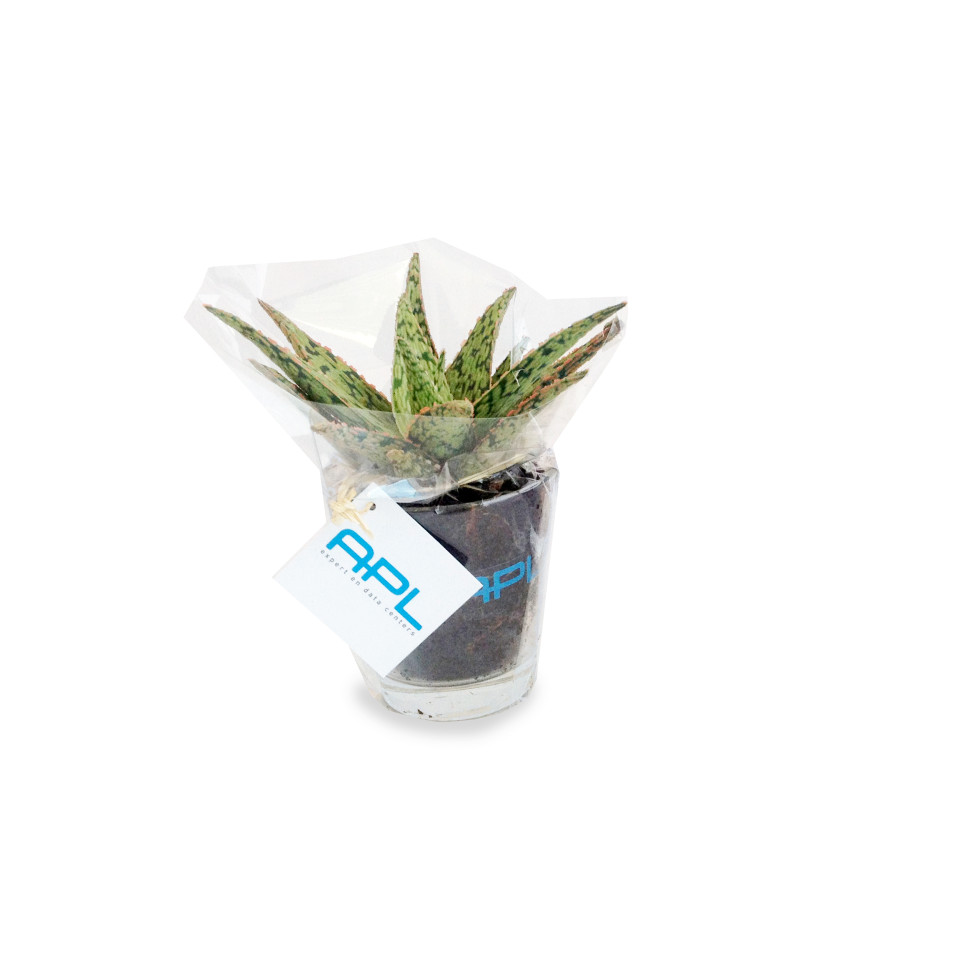 Mini plante dépolluante publicitaire - vase déco