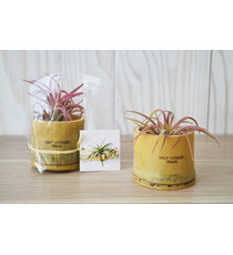 Tillandsia publicitaire en pot bambou