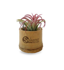 Tillandsia publicitaire en pot bambou