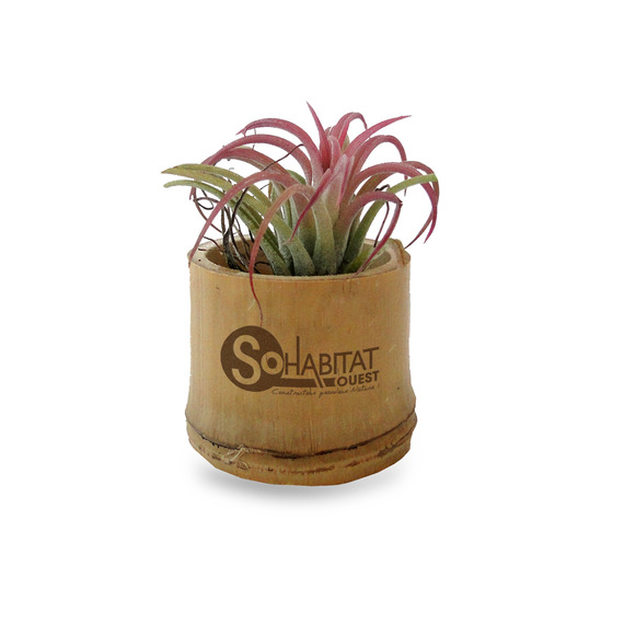 Tillandsia publicitaire en pot bambou