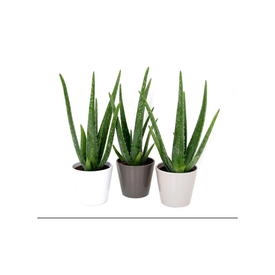 Plant publicitaire Aloé Vera en ceramique
