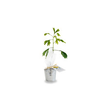 Plant publicitaire arbre en pot zinc