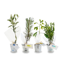 Plant publicitaire arbre en pot zinc