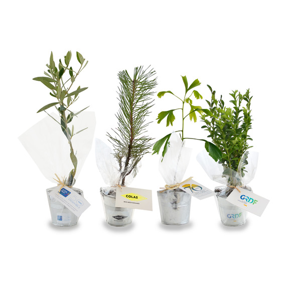 Plant publicitaire arbre en pot zinc