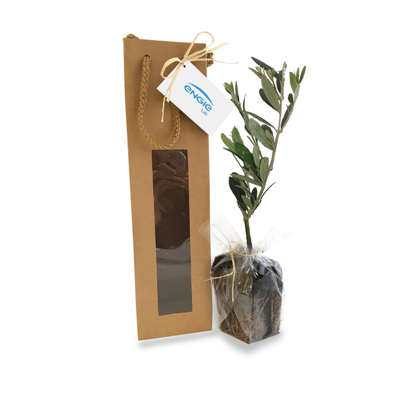 Plant publicitaire arbre en sac kraft fenêtre - Feuillus