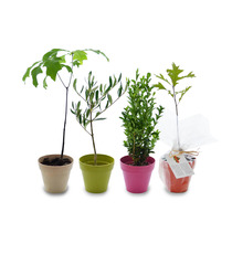 Plant publicitaire arbre en pot fibre Bambou