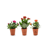 Mini plante fleurie en pot Terre cuite 6 cm publicitaire