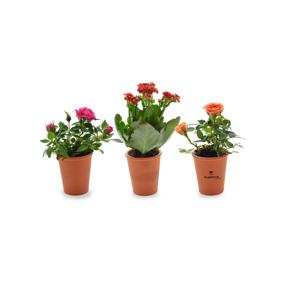 Mini plante fleurie en pot Terre cuite 6 cm publicitaire