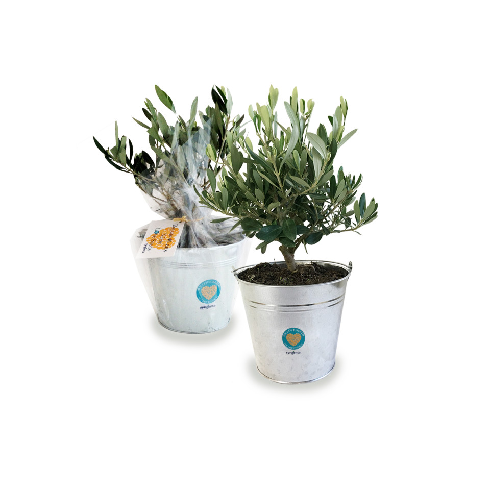 Olivier publicitaire - pot de 14/15 cm en zinc