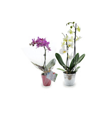 Orchidée publicitaire grand modèle pot zinc 9-10 cm