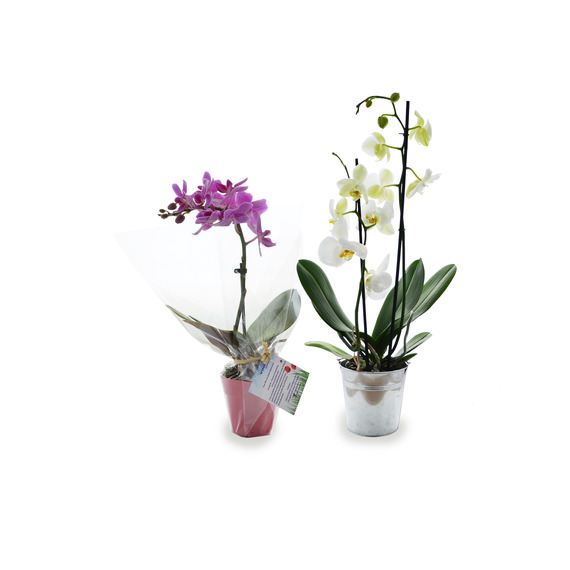 Orchidée publicitaire grand modèle pot zinc 9-10 cm
