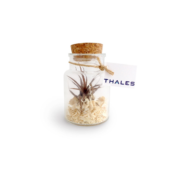 Mini terrarium publicitaire Tillandsia en bouteille - Petit modèle