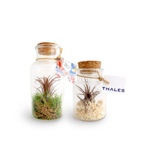 Mini terrarium publicitaire Tillandsia en bouteille - Petit modèle