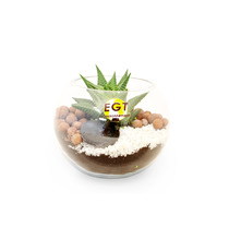 Terrarium publicitaire en Kit - Petit modèle plante dépolluante