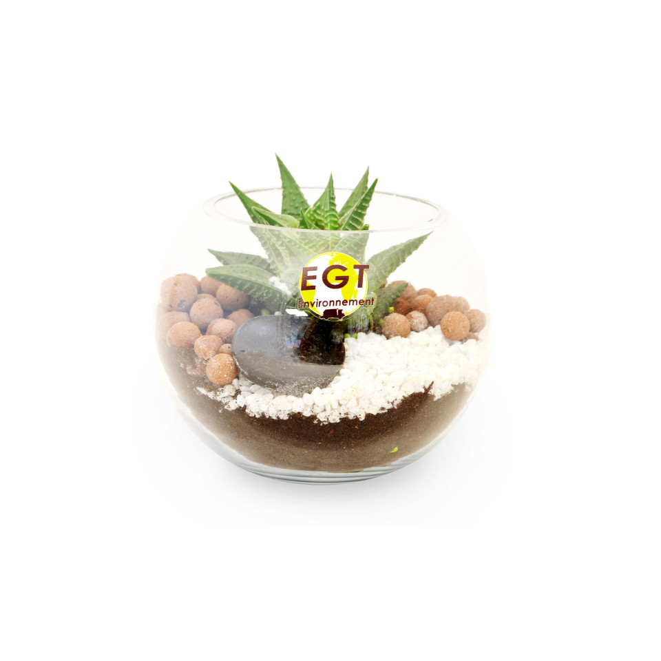 Terrarium publicitaire en Kit - Petit modèle plante dépolluante