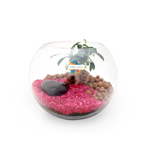 Terrarium publicitaire en Kit - Grand modèle Ficus Ginseng