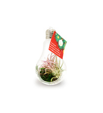 Tillandsia publicitaire en ampoule