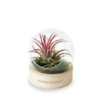 Terrarium publicitaire socle bois + vase