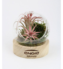 Terrarium publicitaire socle bois + vase