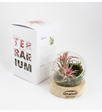 Terrarium publicitaire socle bois + vase