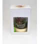 Terrarium publicitaire socle bois + vase