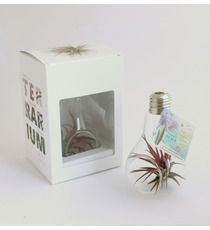 Tillandsia publicitaire en ampoule